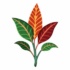 Simple Croton Vector on White © Motin
