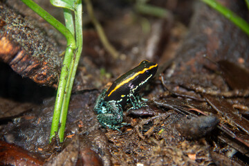 A Golfo Dulce Poison Dart Frog at a local zoo