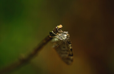 Although this butterfly is a pest, but... The beauty of its velvet wings is impossible not to notice.