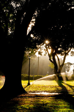 silhouettes of trees with a sprinkler in hyde park in the early morning