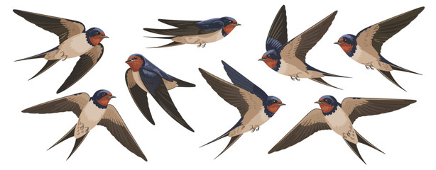Collection of Barn Swallows in Flight Illustration