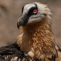 retrato de un quebrantahuesos
