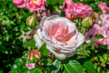 white pink blossoming rose in garden, Ludwigsburg