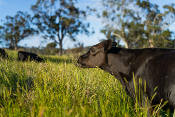 beautiful cattle in Australia  eating grass, grazing on pasture. Herd of cows free range beef being...