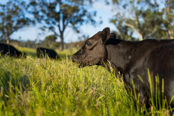 long pasture grass growing with cows in a field, Herd of Healthy Beef Cattle on a Sustainable Australian Farm. Symbolizing Regenerative Grazing Practices of Rural Agriculture