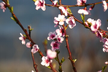 blooming branches of a tree