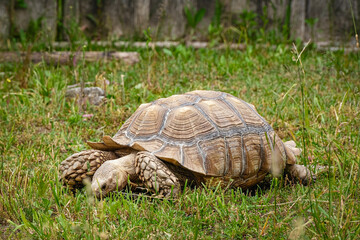 american tortoise on the grass