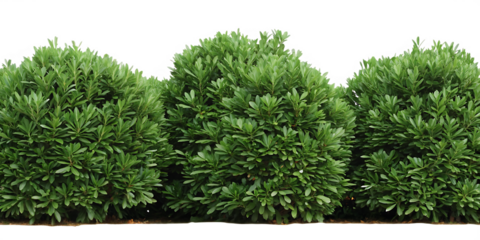 Lush green shrubs isolated on a white background png ai generated