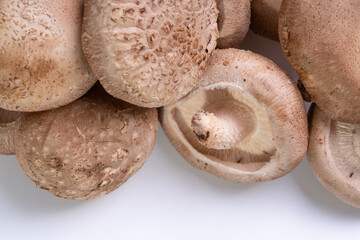 shiitake mushrooms are displayed on a clean white surface.