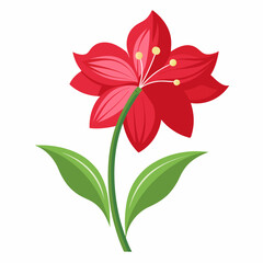 Simple Amaryllis Vector on White
