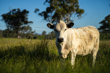 long pasture grass growing with cows in a field, Herd of Healthy Beef Cattle on a Sustainable...