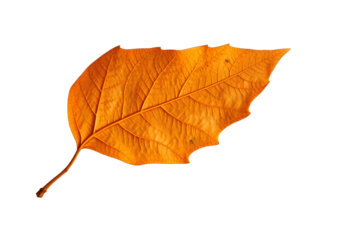 Single autumn orange leaf with intricate veins isolated on a transparent background