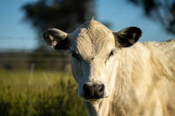 long pasture grass growing with cows in a field, Herd of Healthy Beef Cattle on a Sustainable Australian Farm. Symbolizing Regenerative Grazing Practices of Rural Agriculture