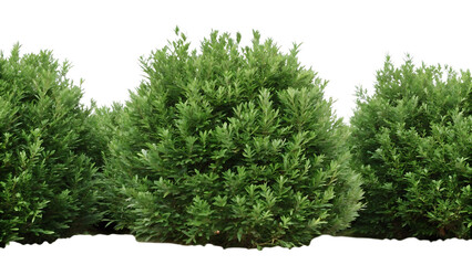 Lush green shrubs isolated on a white background png ai generated