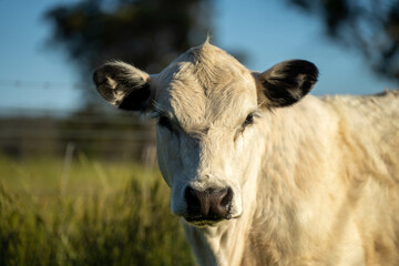 long pasture grass growing with cows in a field, Herd of Healthy Beef Cattle on a Sustainable Australian Farm. Symbolizing Regenerative Grazing Practices of Rural Agriculture