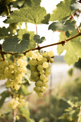 Fototapeta premium grapes on vine