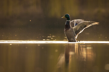 Ente in der Abendsonne