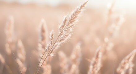 Fototapeta premium Grass Field at Sunset
