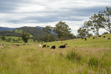 Green Pasture crop farm practicing Sustainable agriculture the Future of Regenerative Farming in...