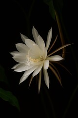 "The Rare Bloom: Middlemost Red in Full Glory"