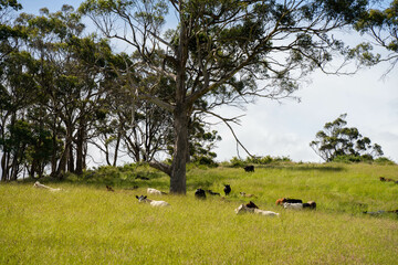 long pasture grass growing with cows in a field, Herd of Healthy Beef Cattle on a Sustainable Australian Farm. Symbolizing Regenerative Grazing Practices of Rural Agriculture