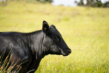 long pasture grass growing with cows in a field, Herd of Healthy Beef Cattle on a Sustainable Australian Farm. Symbolizing Regenerative Grazing Practices of Rural Agriculture