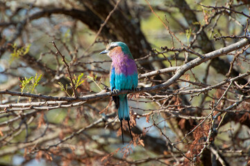 Lilac-breasted roller, a colorful bird native to Africa, perched on a branch.