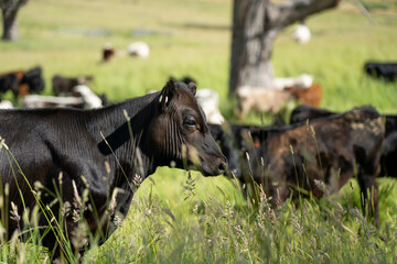 long pasture grass growing with cows in a field, Herd of Healthy Beef Cattle on a Sustainable Australian Farm. Symbolizing Regenerative Grazing Practices of Rural Agriculture