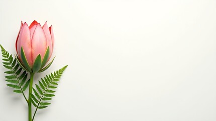Graceful Protea on White