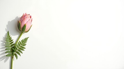 Graceful Protea on White