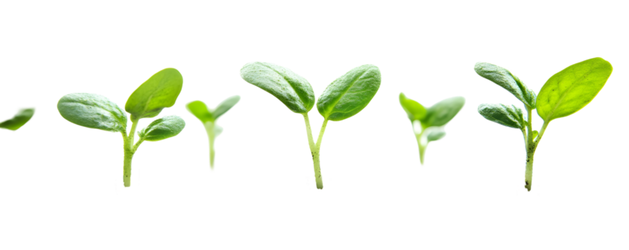 A series of small green seedlings at various growth stages, showcasing the process of plant development and growth in a natural environment.
