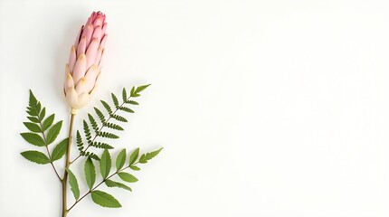 Graceful Protea on White
