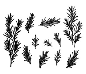 Collection of hand drawn rosemary spring. Botanical. Set of rosemary branches in black and white. Botanical herb illustrations with detailed line art style. For culinary designs, and herbal-themed. 