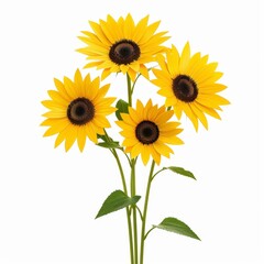 Obraz premium Bright and Cheerful Sunflowers Captured in a Minimalistic Setting for Botanical and Floral Enthusiasts