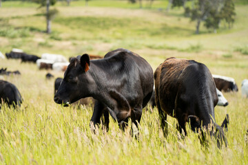 long pasture grass growing with cows in a field, Herd of Healthy Beef Cattle on a Sustainable Australian Farm. Symbolizing Regenerative Grazing Practices of Rural Agriculture