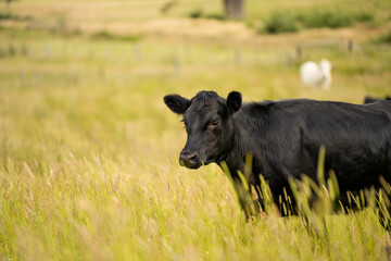 Green Pasture crop farm practicing Sustainable agriculture the Future of Regenerative Farming in Australia. Showcasing Healthy Land Management, Environmental Stewardship, and Thriving Rural Landscapes