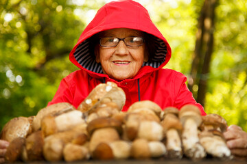 A happy elderly woman in a red coat has collected porcini mushrooms and is sitting at a table in...