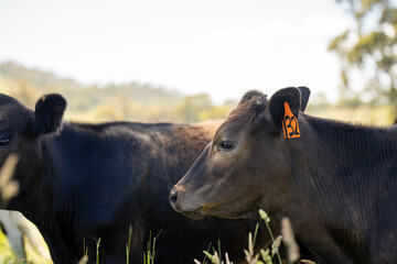 farming landscape Australian Farm with lush green native grass, cows in field, Landscape with Gum Trees. Vast Rural Properties and for the Sustainable Regenerative Farming in Australia