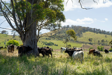 long pasture grass growing with cows in a field, Herd of Healthy Beef Cattle on a Sustainable Australian Farm. Symbolizing Regenerative Grazing Practices of Rural Agriculture