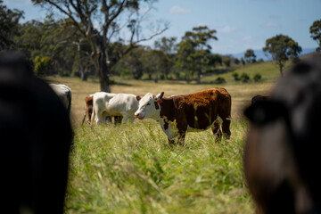 long pasture grass growing with cows in a field, Herd of Healthy Beef Cattle on a Sustainable Australian Farm. Symbolizing Regenerative Grazing Practices of Rural Agriculture