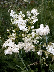 Wild White Blossoms in Meadow