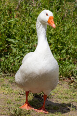 White goose standing in the grass at parque da paz, almada