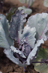 System for watering the garden in summer