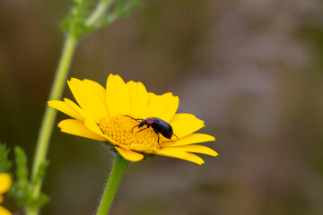 Black beetle with red head exploring a yellow flower in nature