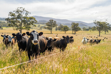 long pasture grass growing with cows in a field, Herd of Healthy Beef Cattle on a Sustainable Australian Farm. Symbolizing Regenerative Grazing Practices of Rural Agriculture