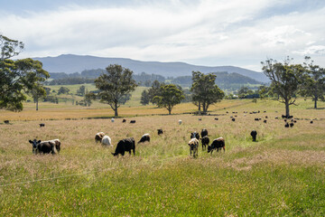 beautiful cattle in Australia  eating grass, grazing on pasture. Herd of cows free range beef being regenerative raised on an agricultural farm. Sustainable farming