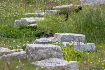 Ducks resting on rocks in a lush green meadow