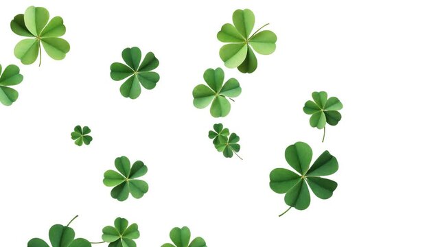 four leaf clover isolated