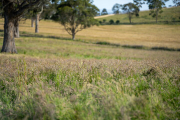 Green Pasture crop farm practicing Sustainable agriculture the Future of Regenerative Farming in Australia. Showcasing Healthy Land Management, Environmental Stewardship, and Thriving Rural Landscapes