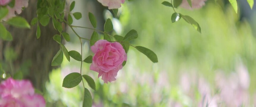 Gentle rose plant inflorescence on long stem 4K anamorphic video